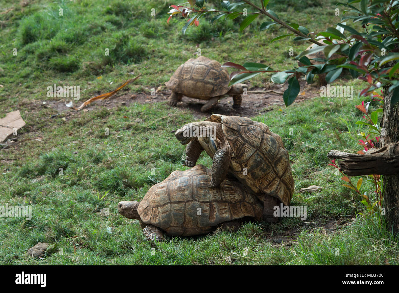 Leopard tortoise, Stigmochelys pardalis, Testudinidae, Kenya, Africa Stock Photo