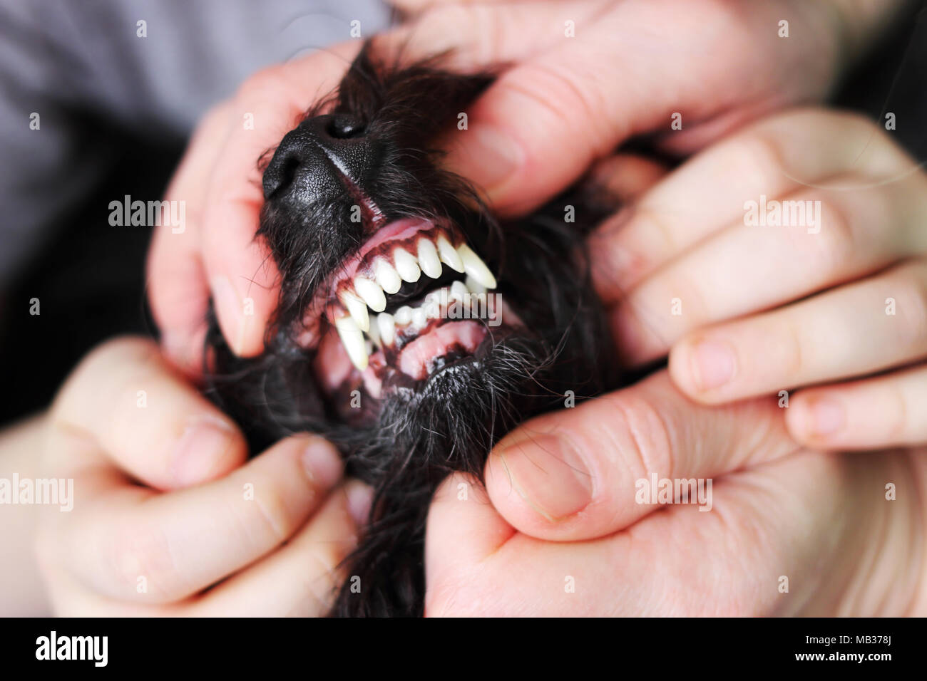 The hands of an adult and the hands of a child open the mouth of a pet dog to see teeth Stock Photo