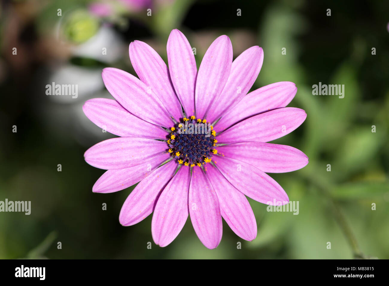 Macro photograph of a daisy Stock Photo - Alamy