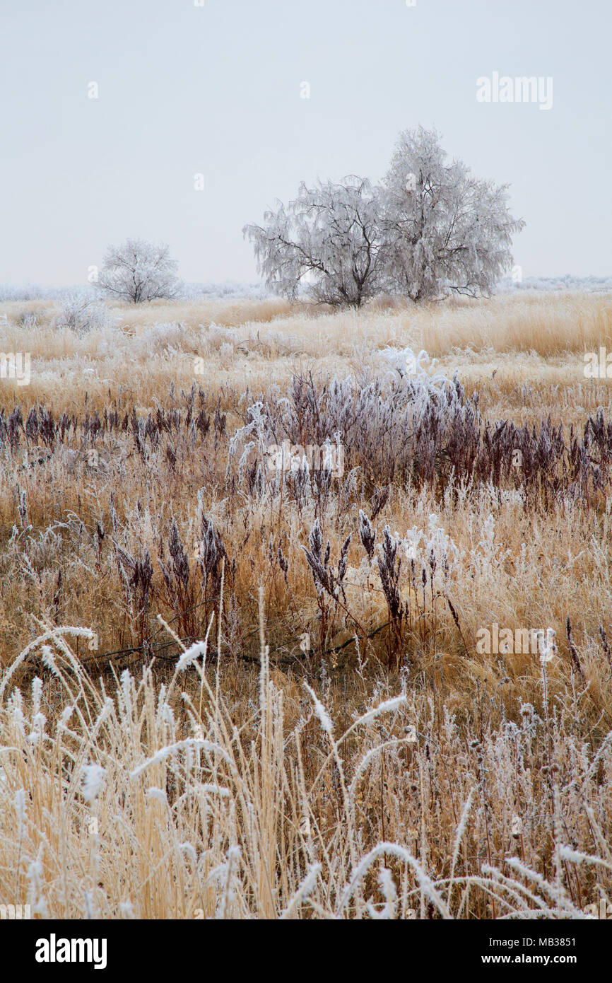 Tree in wetland with frost, Bear River Migratory Bird Refuge, Utah Stock Photo