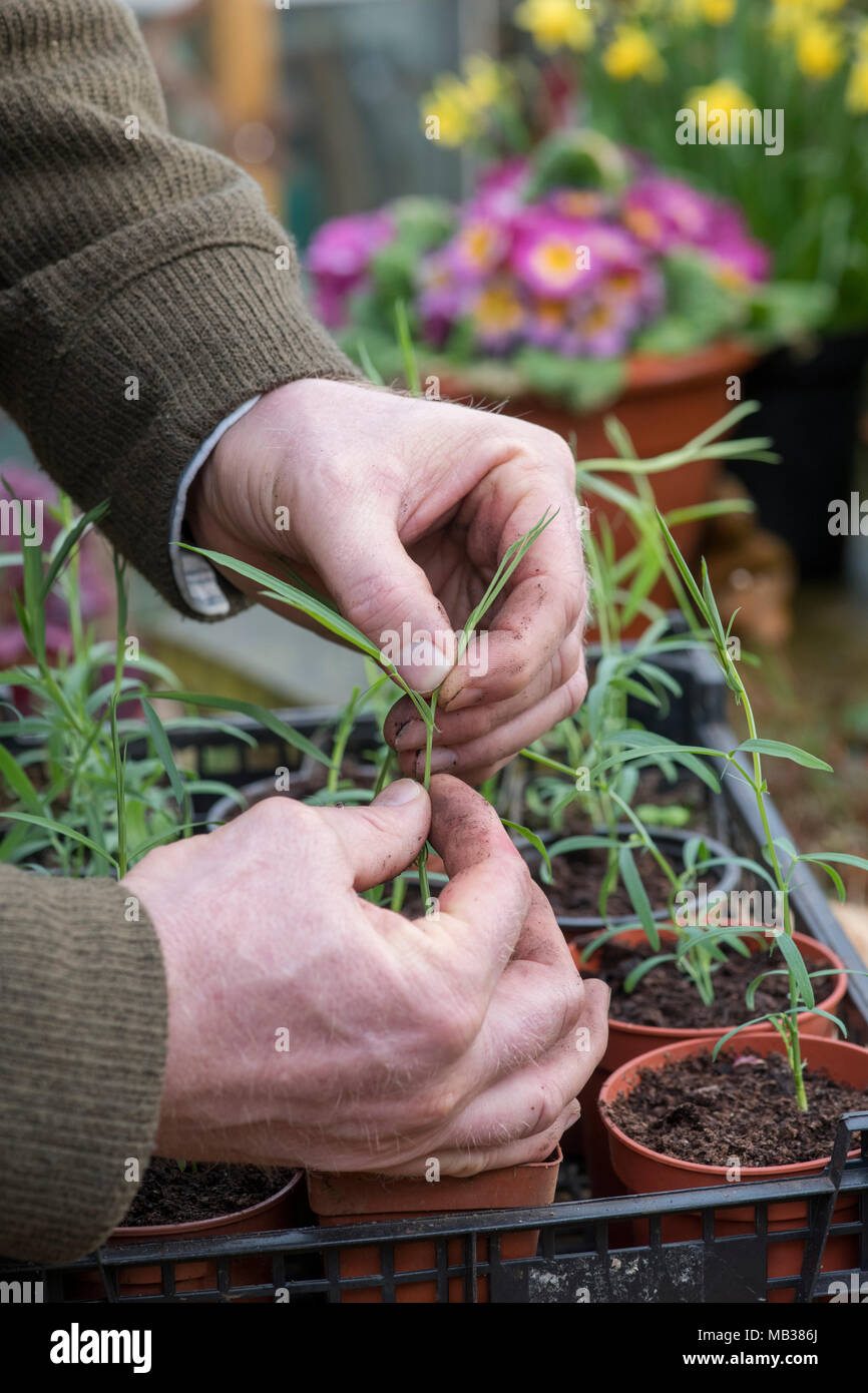 Lathyrus sativus var. ‘Azureus’. Gardener pinching out sweet pea