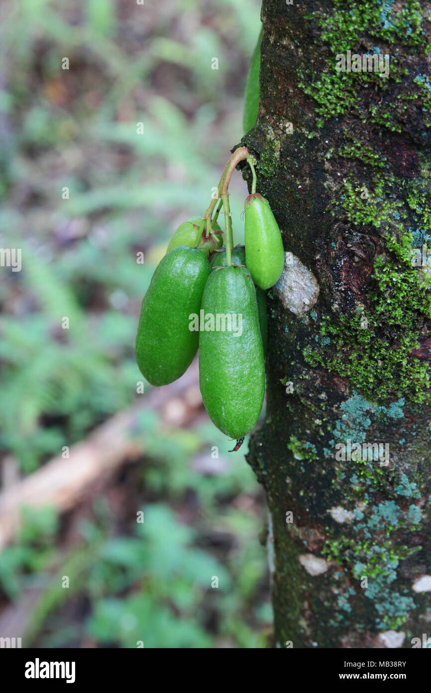 Averrhoa Bilimbi (commonly known as bilimbi, cucumber tree, or tree sorrel) Stock Photo