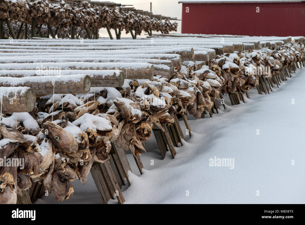 Fish drying racks in Sariskoy, Lofoten. Norway Stock Photo Alamy