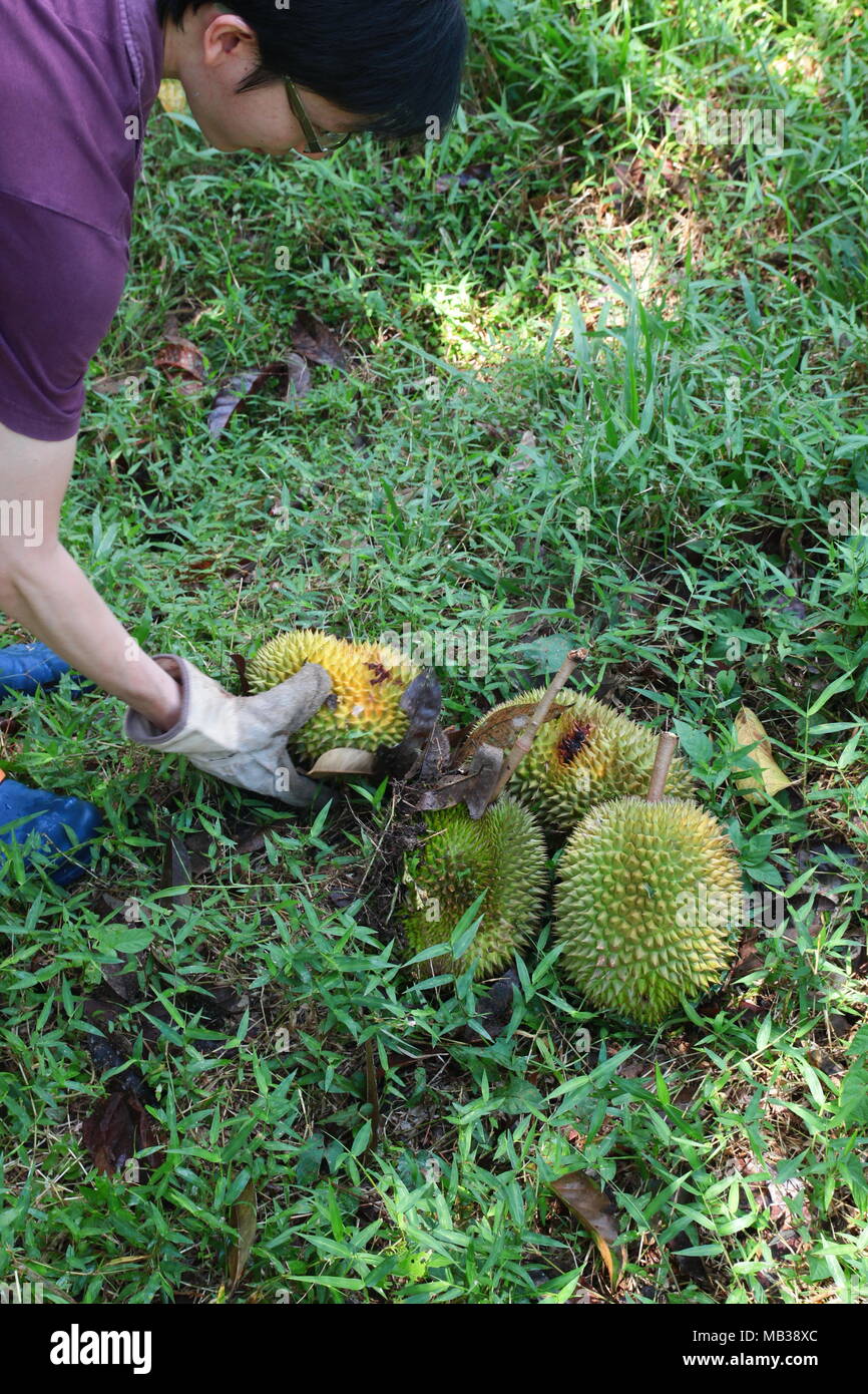 Fruit farmer harvest the ripened durian in the fruit garden underbrush. Ripened durian falled from the durian tree. Really for pick up and eat. Stock Photo