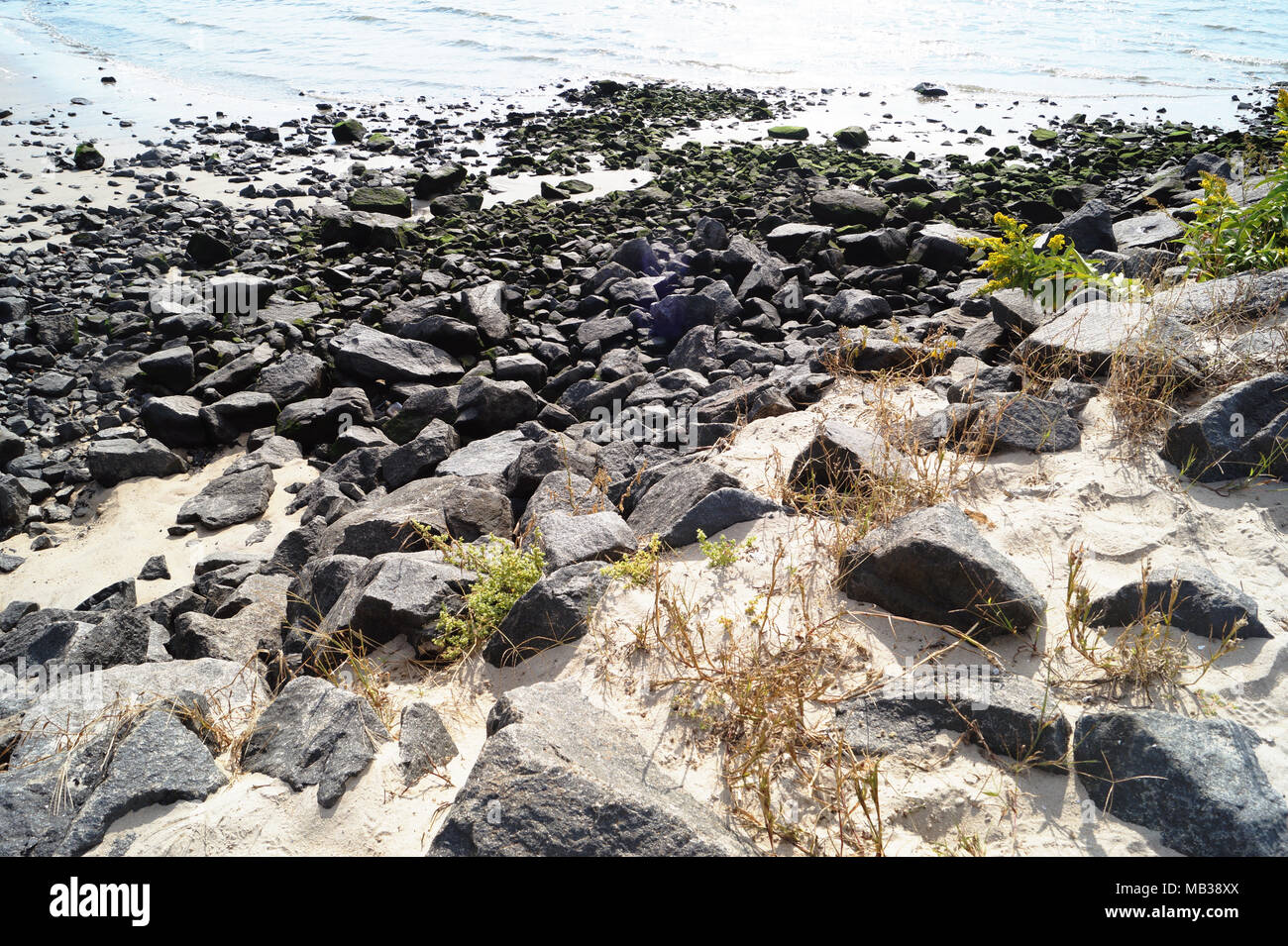 Went on a class trip to gather data like calculating sea elevation or mud snail data Stock Photo