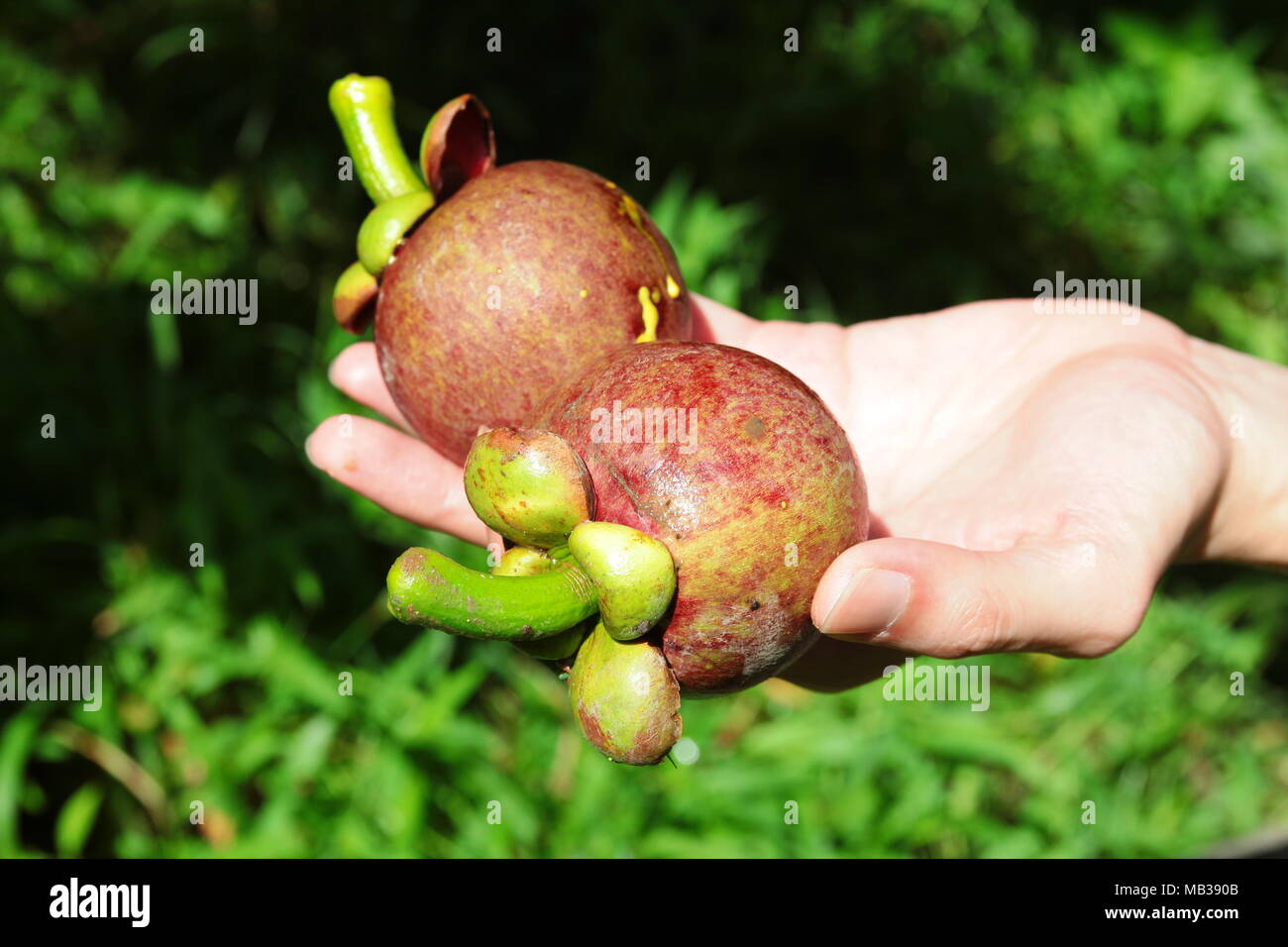 Purple Mangosteen. Mangosteen is a tropical fruit common in the