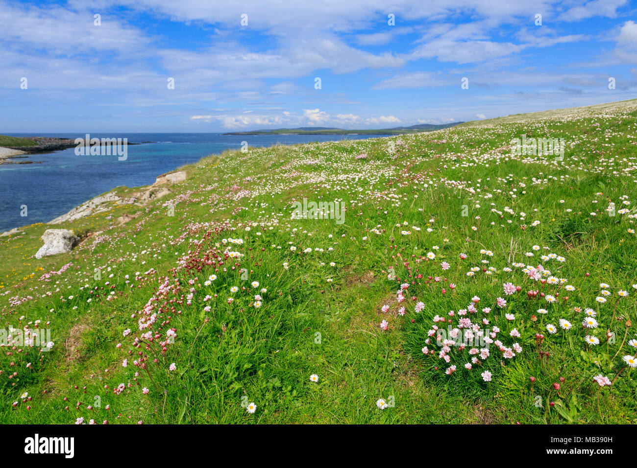 Daisies growing with Sea Pink or Thrift wild flowers in Machair grassland in summer at Balranald North Uist Outer Hebrides Western Isles Scotland UK Stock Photo