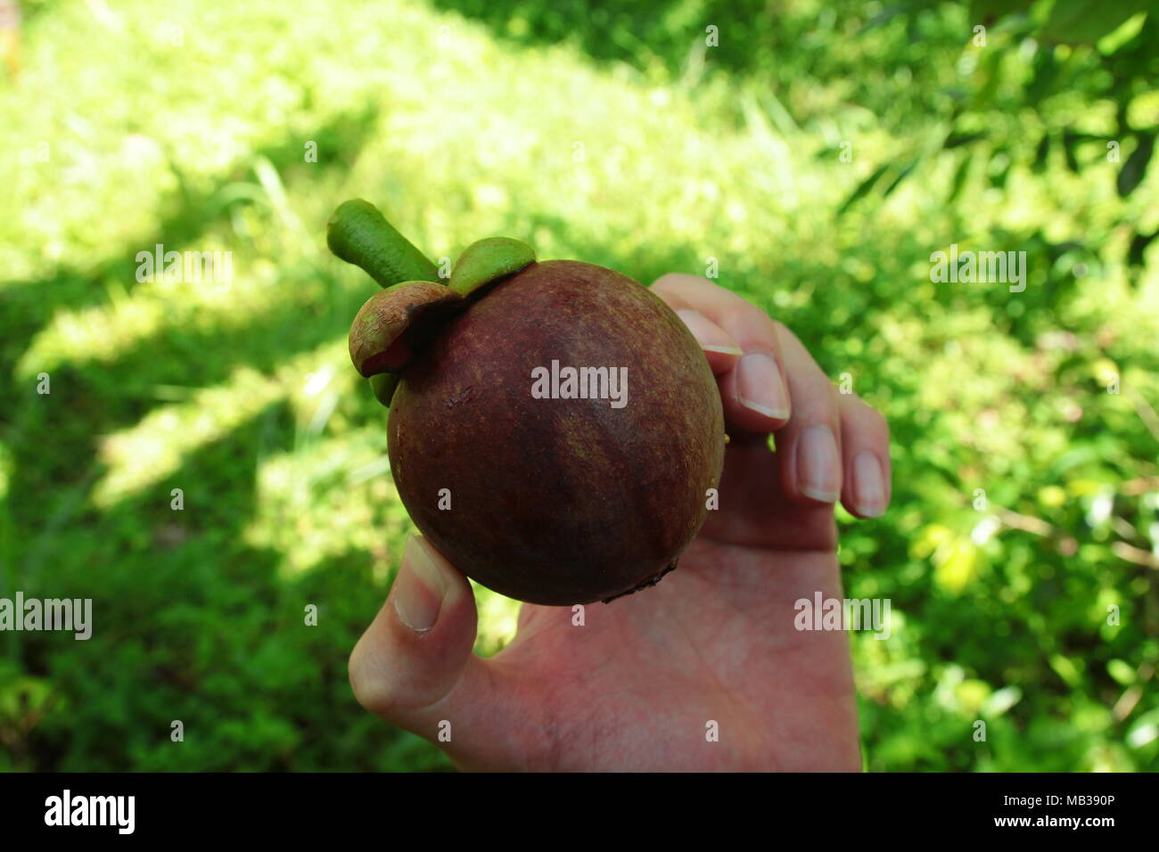 Purple Mangosteen. Mangosteen is a tropical fruit common in the