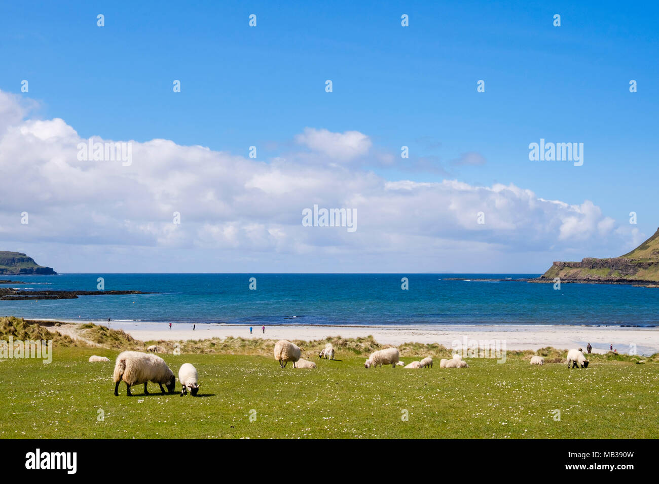 Sheep and lambs grazing Machair grassland on dunes by sandy beach at Calgary Bay Isle of Mull Argyll and Bute Inner Hebrides Western Isles Scotland UK Stock Photo