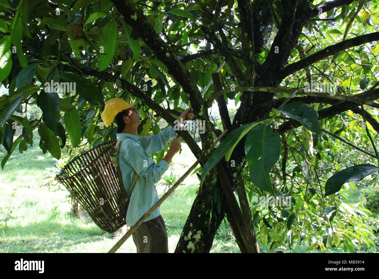 Fruit farmer harvest the ripened Purple Mangosteen in the fruit garden underbrush with backpack basket. Stock Photo