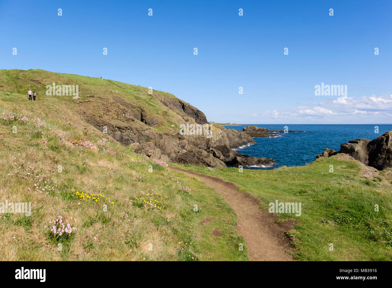 Two people walking on the Fife Coastal Path at Kincraig Point in early summer. Elie and Earlsferry, East Neuk of Fife, Fife, Scotland, UK, Britain Stock Photo