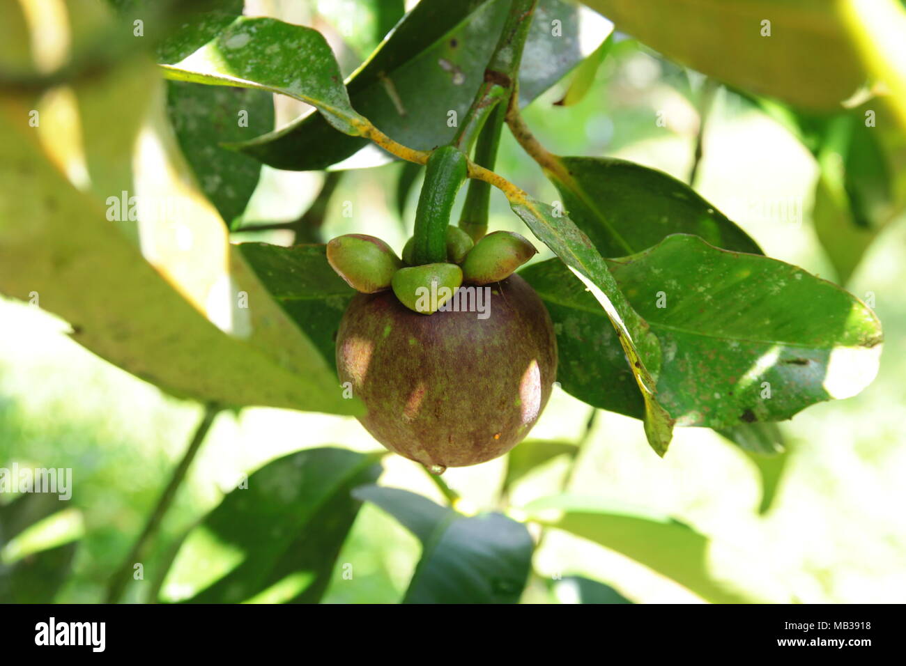 Mangosteen tree hires stock photography and images Alamy