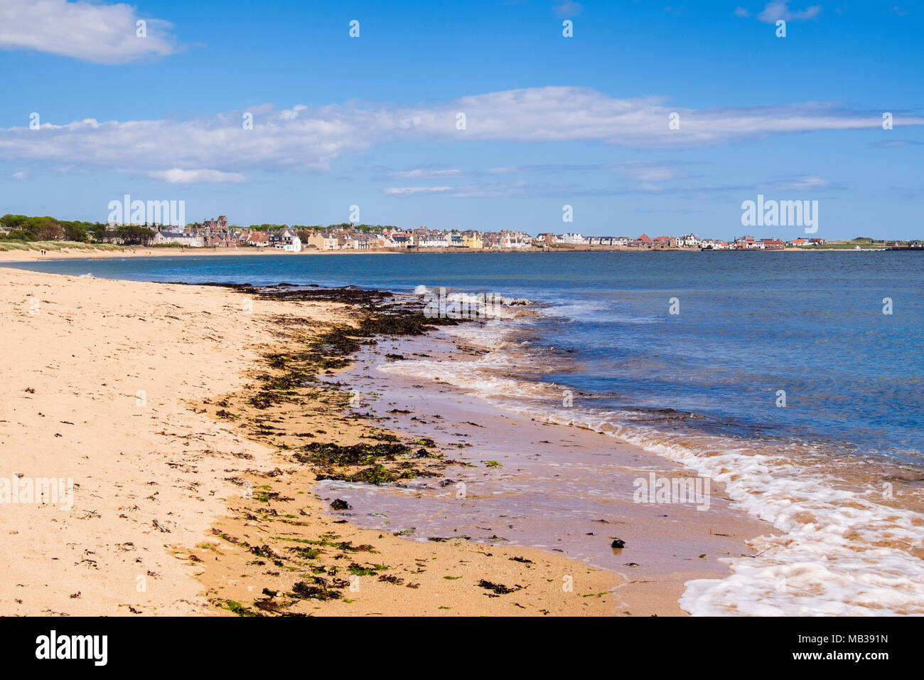 Seaweed at high tide mark on sandy beach on Firth of Forth coast. Elie and Earlsferry, East Neuk of Fife, Fife, Scotland, UK, Britain Stock Photo