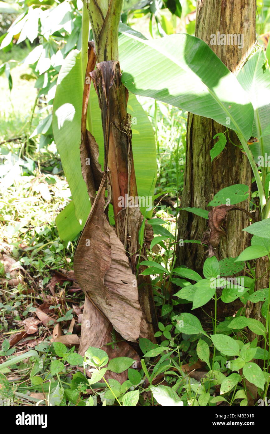 Banana trunk hires stock photography and images Alamy