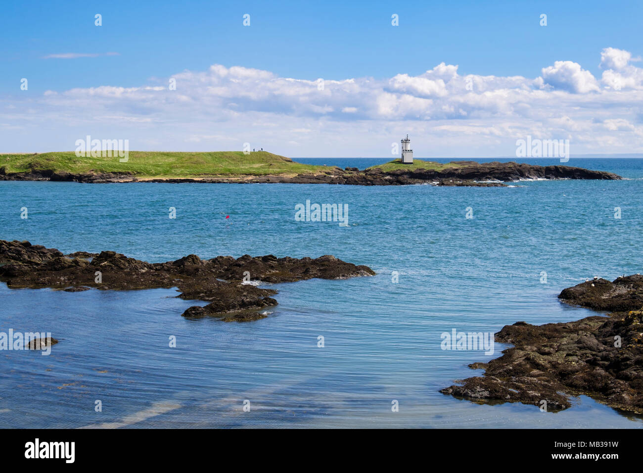 Elie Ness lighthouse on a headland across rocky bay where male Eider ducks rest on rocks in Firth of Forth. Elie and Earlsferry Fife Scotland UK Stock Photo