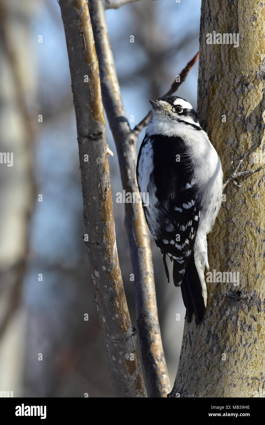 The downy woodpecker (Picoides pubescens) is the smallest species of