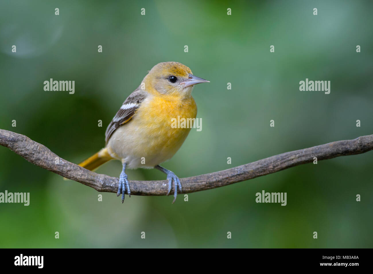 Northern Oriole - Icterus galbula, beautiful orange oriole from Central America forest, Costa Rica. Stock Photo