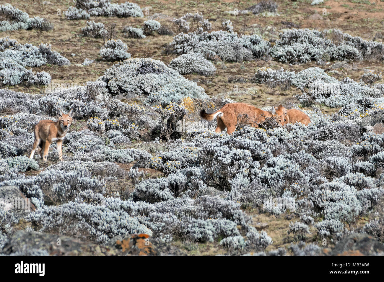 Simien Wolves (Canis simiens), Sanetti plateau, Ethiopia Stock Photo