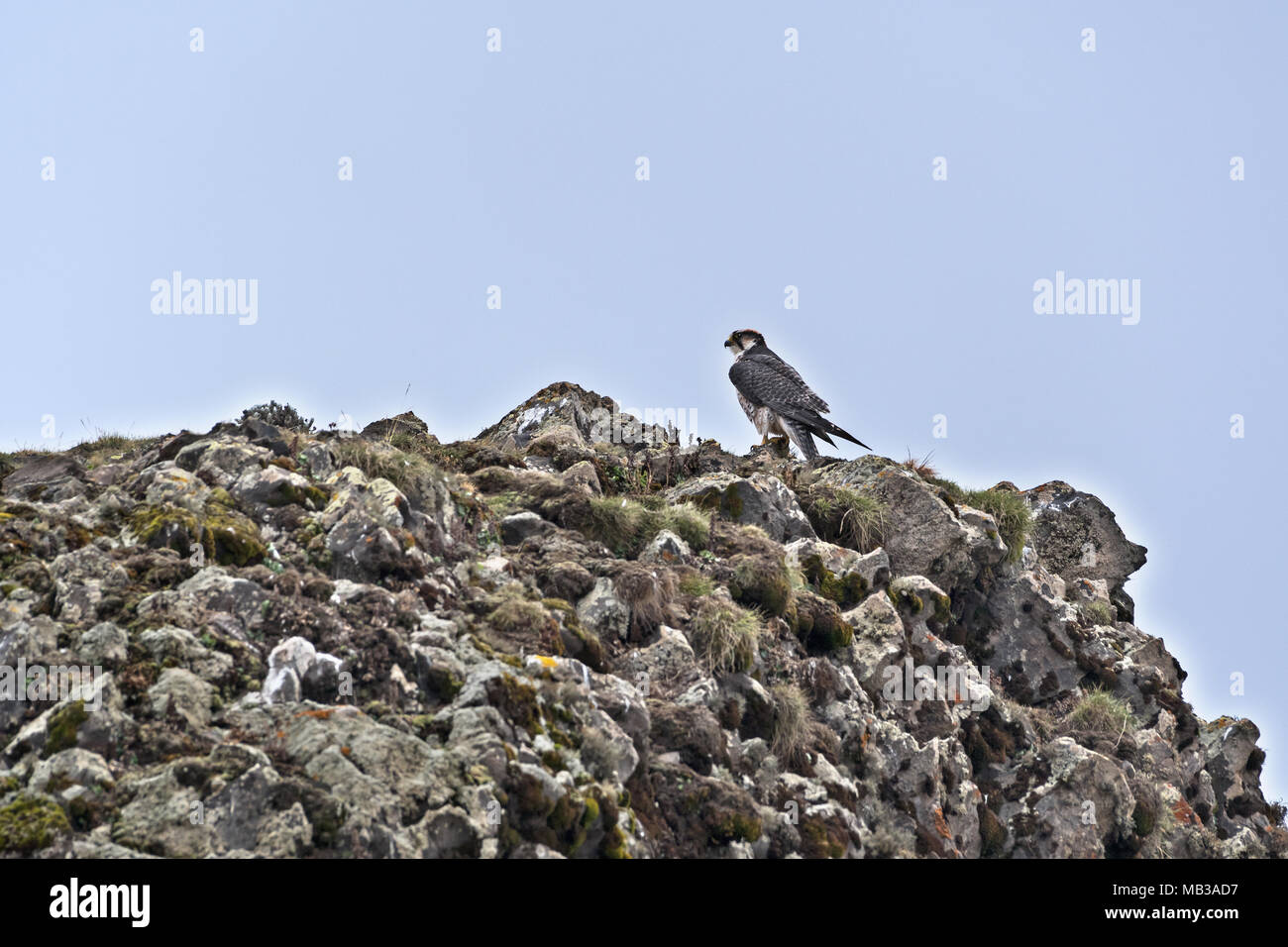Lanner falcon (Falco biarmicus), Sanetti plateau, Ethiopia Stock Photo