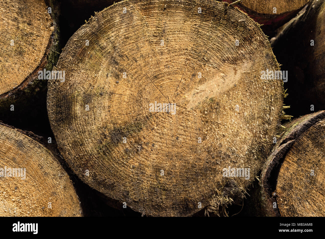 Fell trees texture hi-res stock photography and images - Alamy