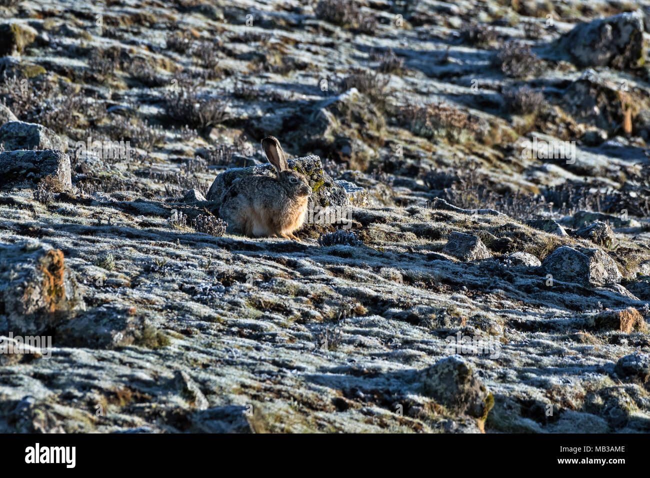 Ethiopian Highland Hare (Lepus starki), plateau, Ethiopia Stock