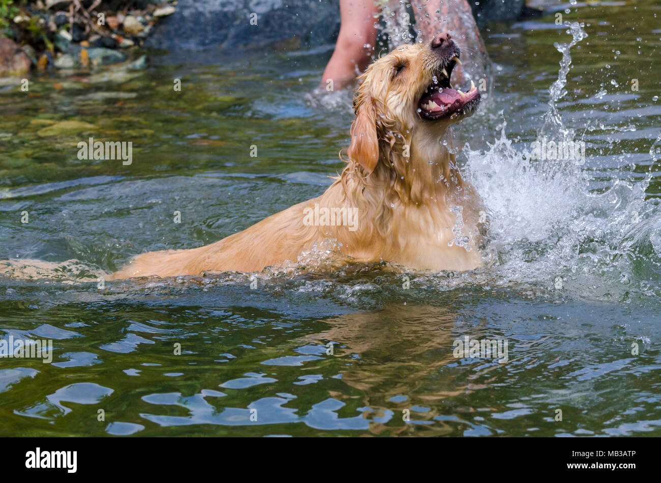 golden retriever running fast in the water of a lake Stock Photo - Alamy