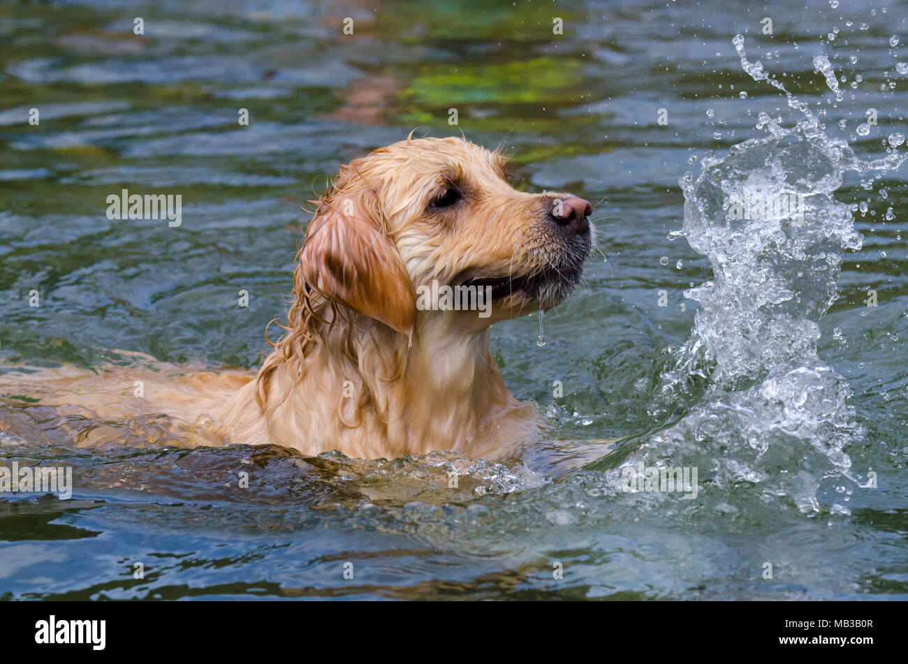 golden retriever running fast in the water of a lake Stock Photo - Alamy
