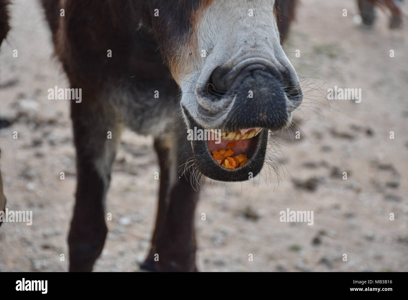 Donkeys on Karpaz peninsula, Cyprus Stock Photo