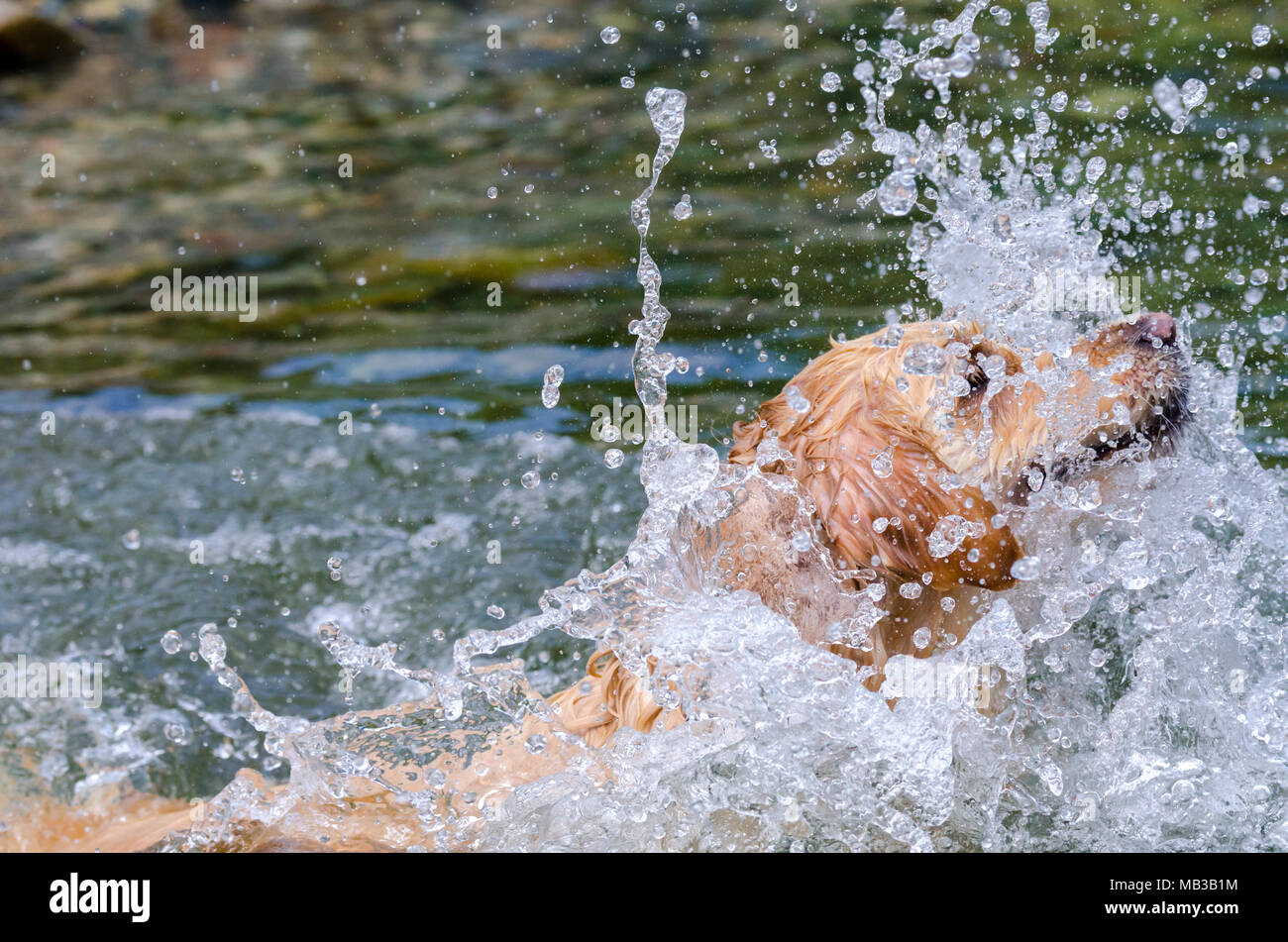golden retriever running fast in the water of a lake Stock Photo - Alamy