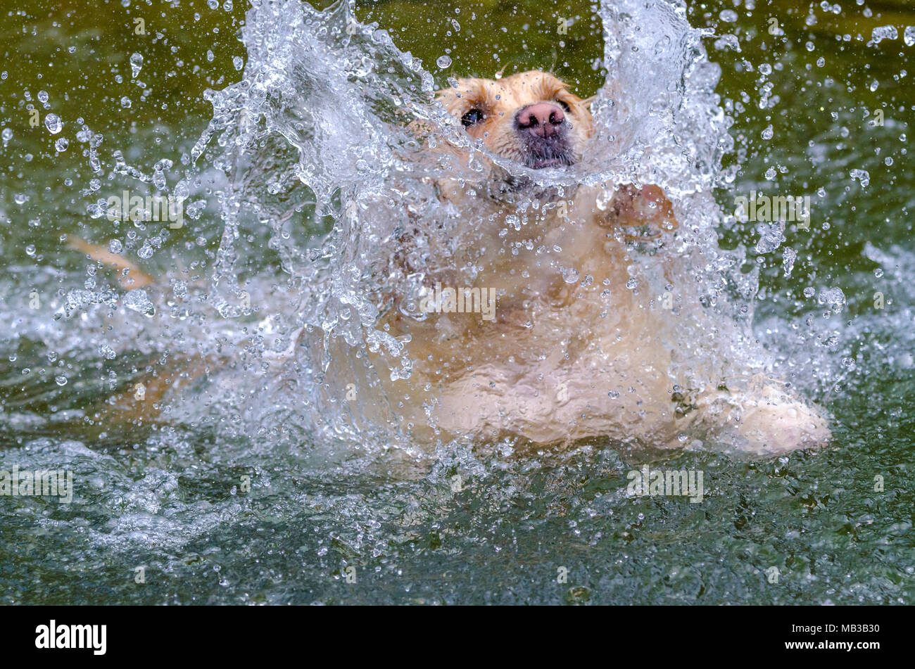 golden retriever running fast in the water of a lake Stock Photo - Alamy