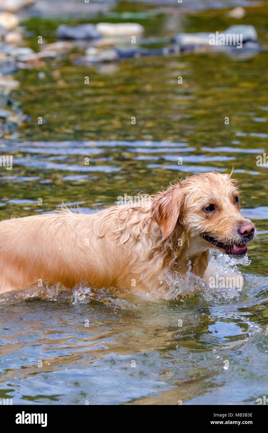golden retriever running fast in the water of a lake Stock Photo - Alamy