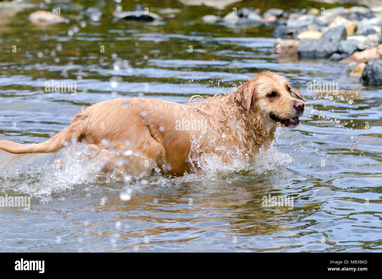 golden retriever running fast in the water of a lake Stock Photo - Alamy