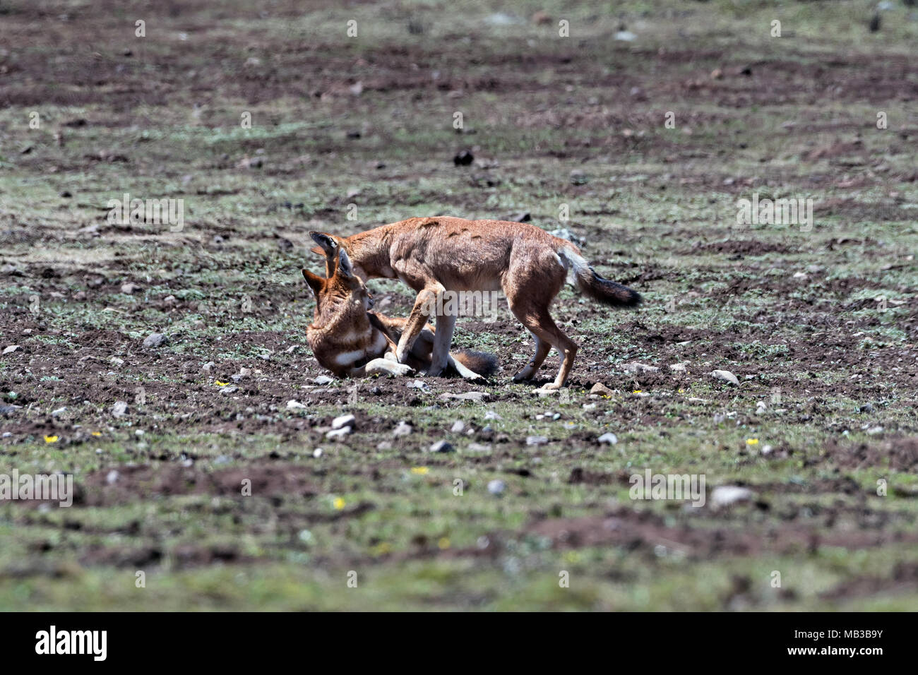 Simien Wolves (Canis simiens), Sanetti plateau, Ethiopia Stock Photo