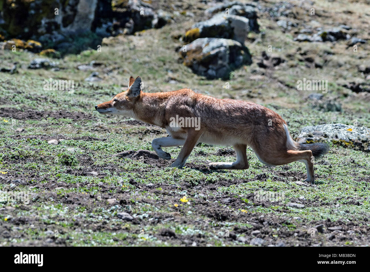 Simien Wolf (Canis simiens), Sanetti plateau, Ethiopia, Stock Photo
