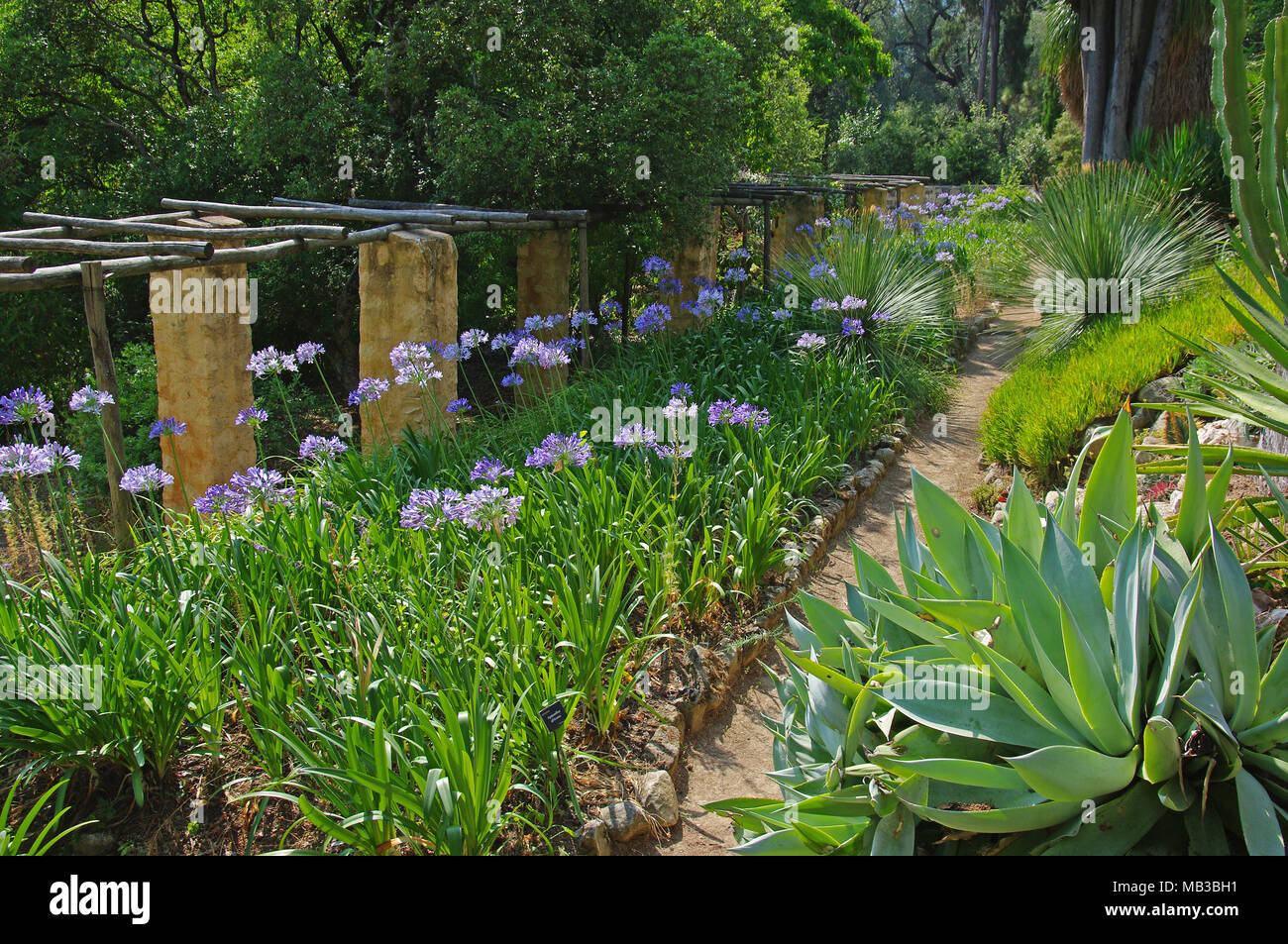 Menton (southeastern France) "Serre de la Madone", ornamental garden registered as a National