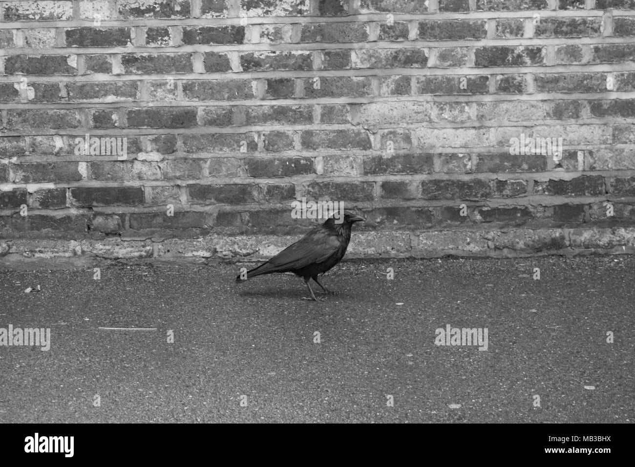 Crow road hires stock photography and images Alamy