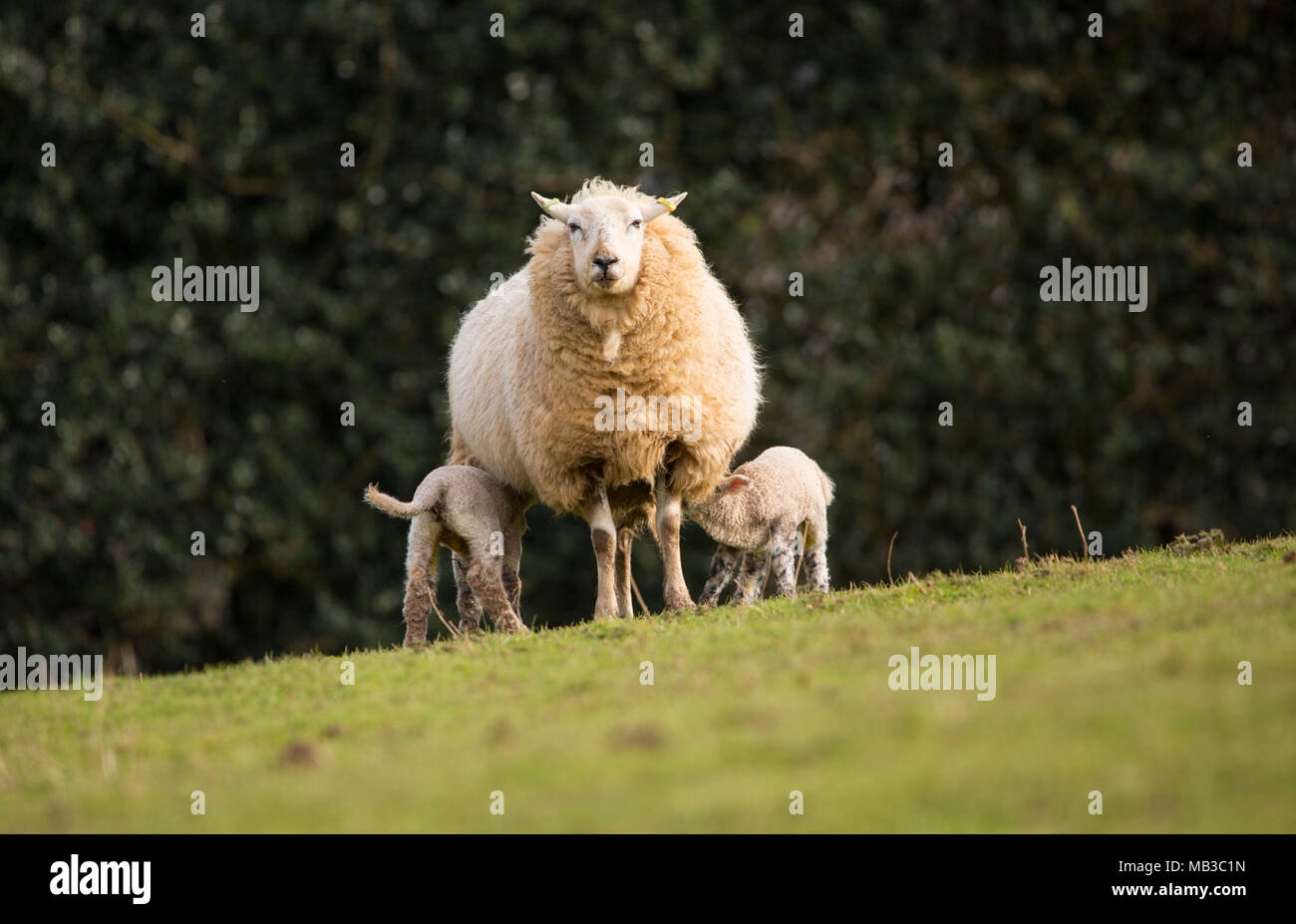 New born lambs in field with there mother feeding Stock Photo
