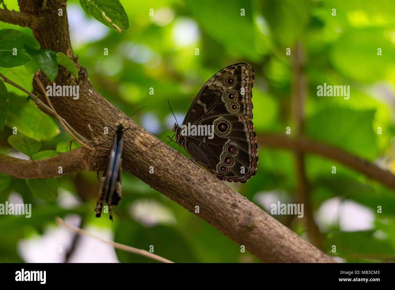 Two blue morpho butterplies at rest with wings folded showing eyespots, in Faunia Biopark, Madrid Stock Photo