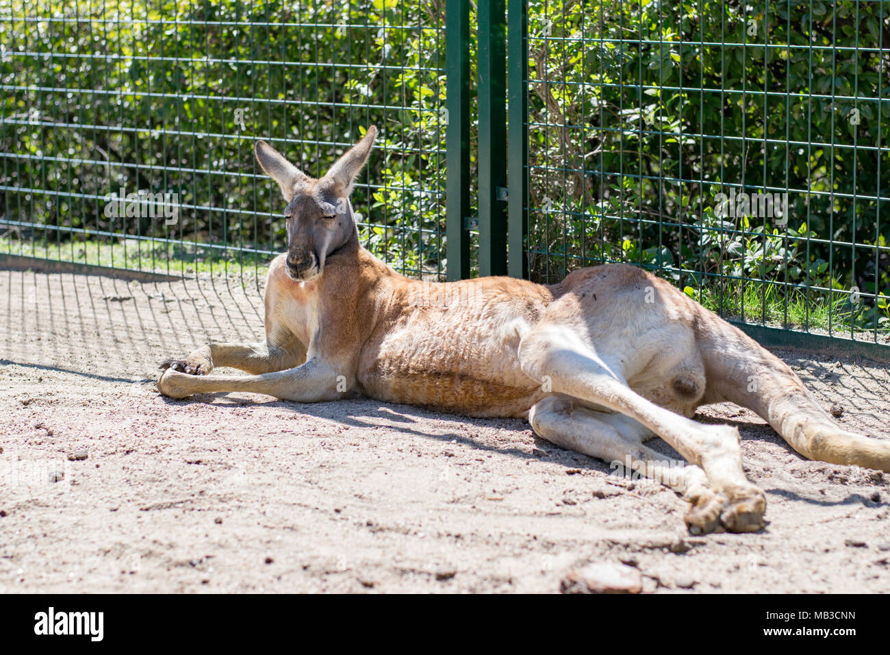 Kangaroo fence hires stock photography and images Alamy