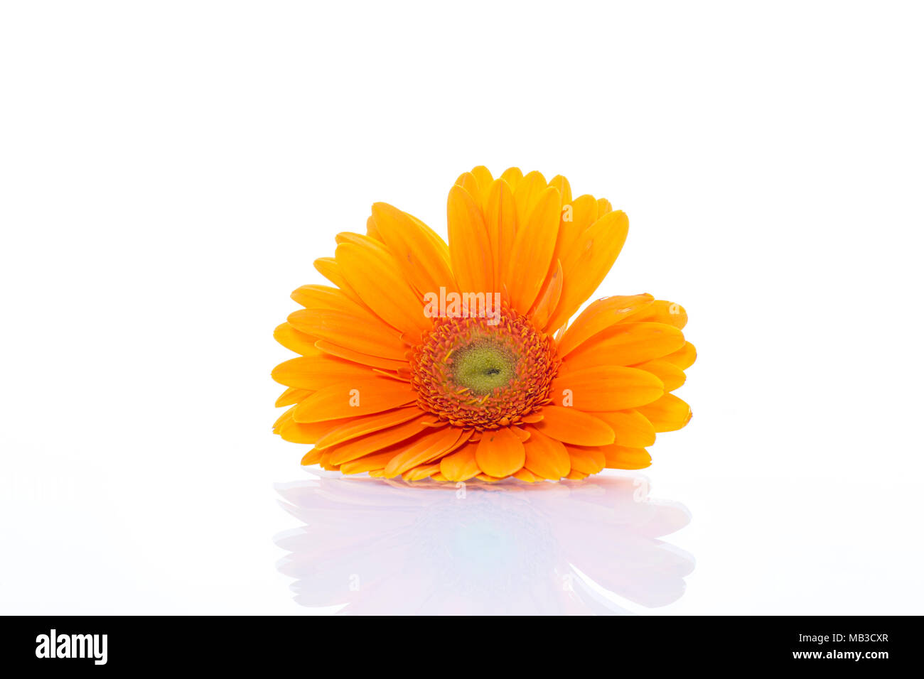 Yellow daisy flower isolated Stock Photo - Alamy