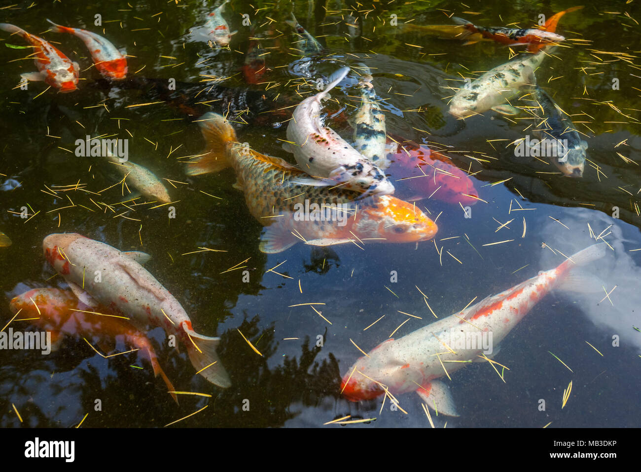 Japan fish call Carp or Koi fish colorful, Many fishes many color swimming  in the pond, Batumi, Georgia Stock Photo - Alamy