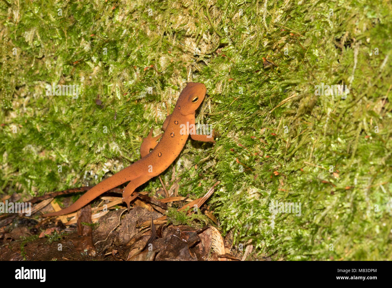 A red eft climbing the base of a moss covered tree. Stock Photo