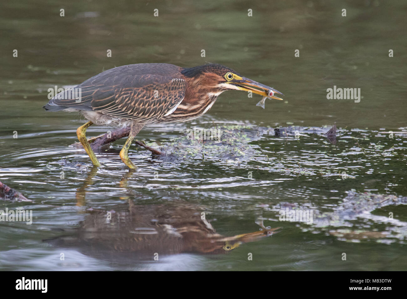 An adult green heron after snaring a minnow from Oneida Lake, New York, USA. Stock Photo