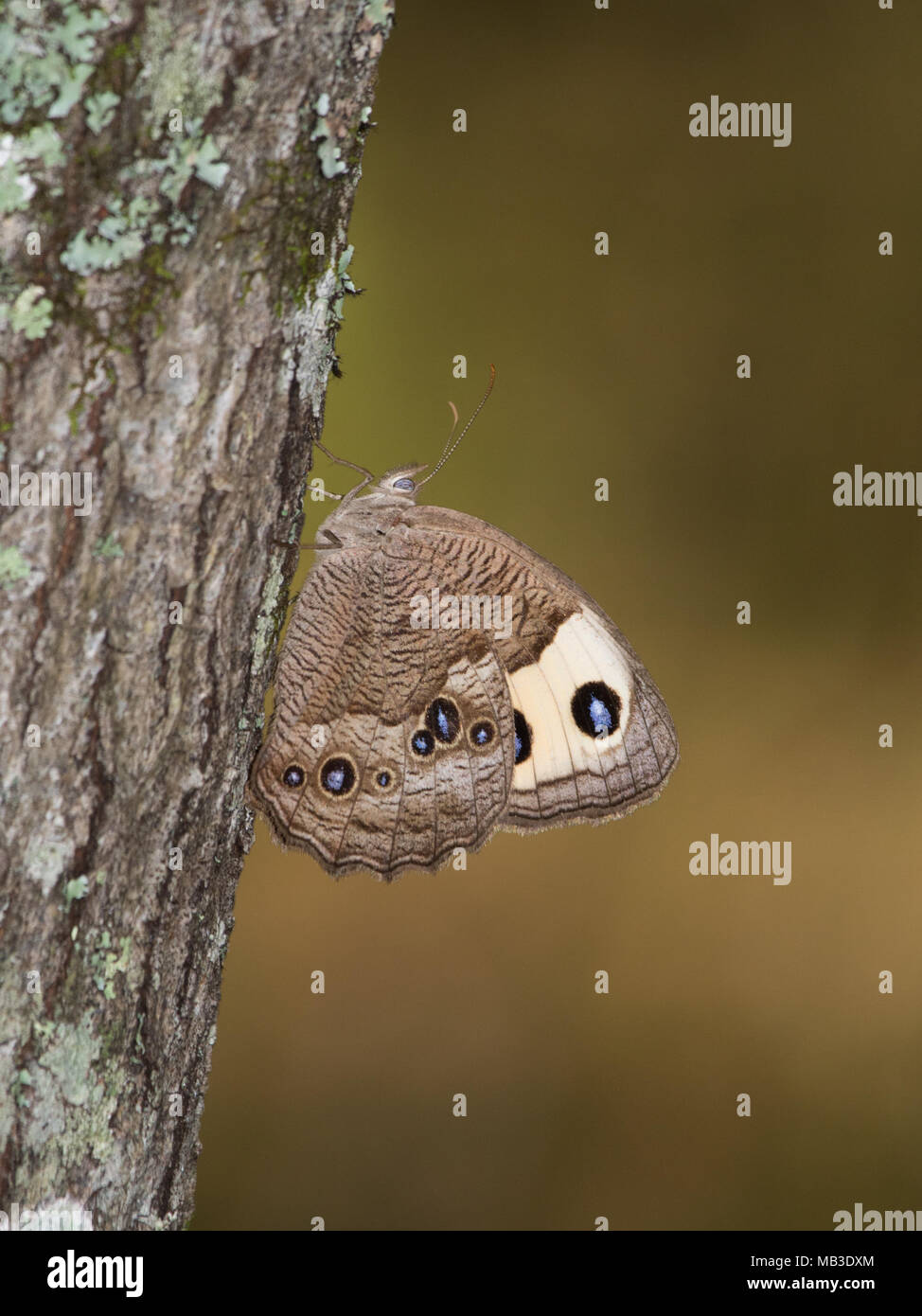 A common wood-nymph butterfly resting on a tree trunk. Stock Photo