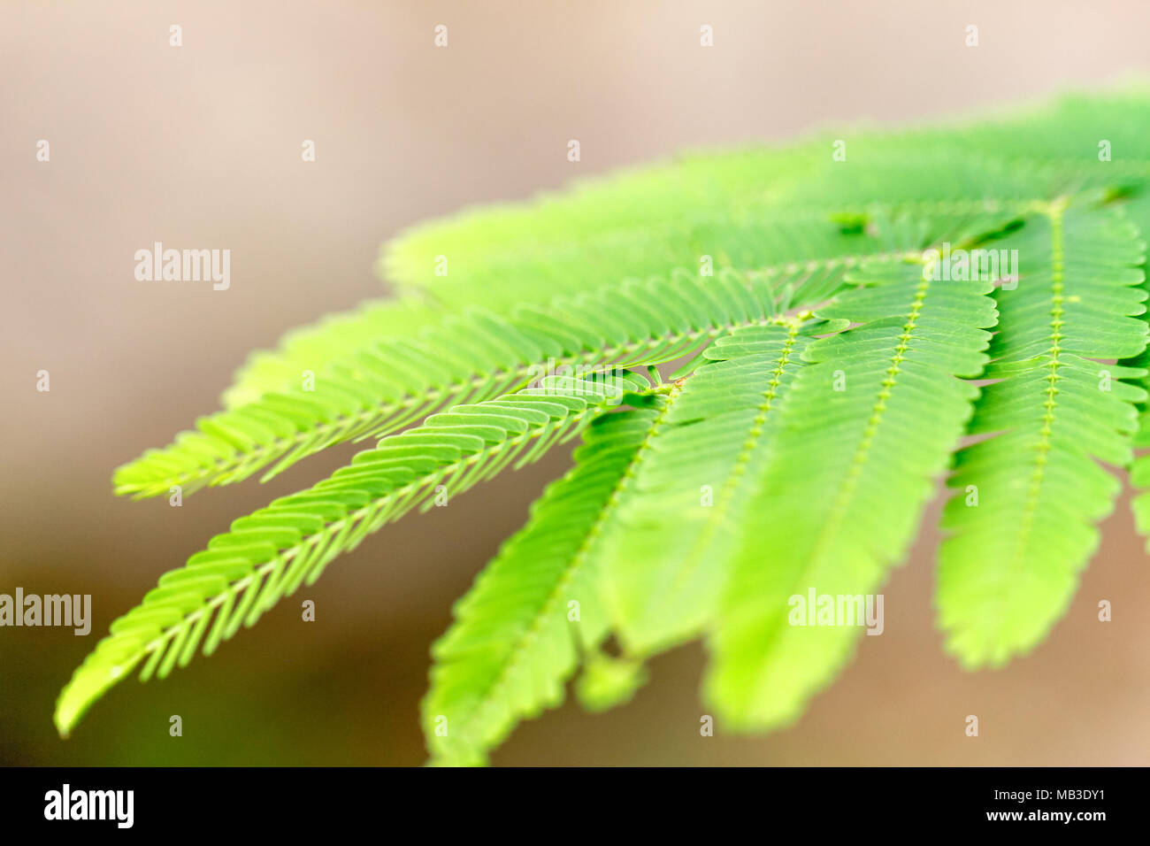 Green leaf the tropical forest plant,on morning light background Stock ...