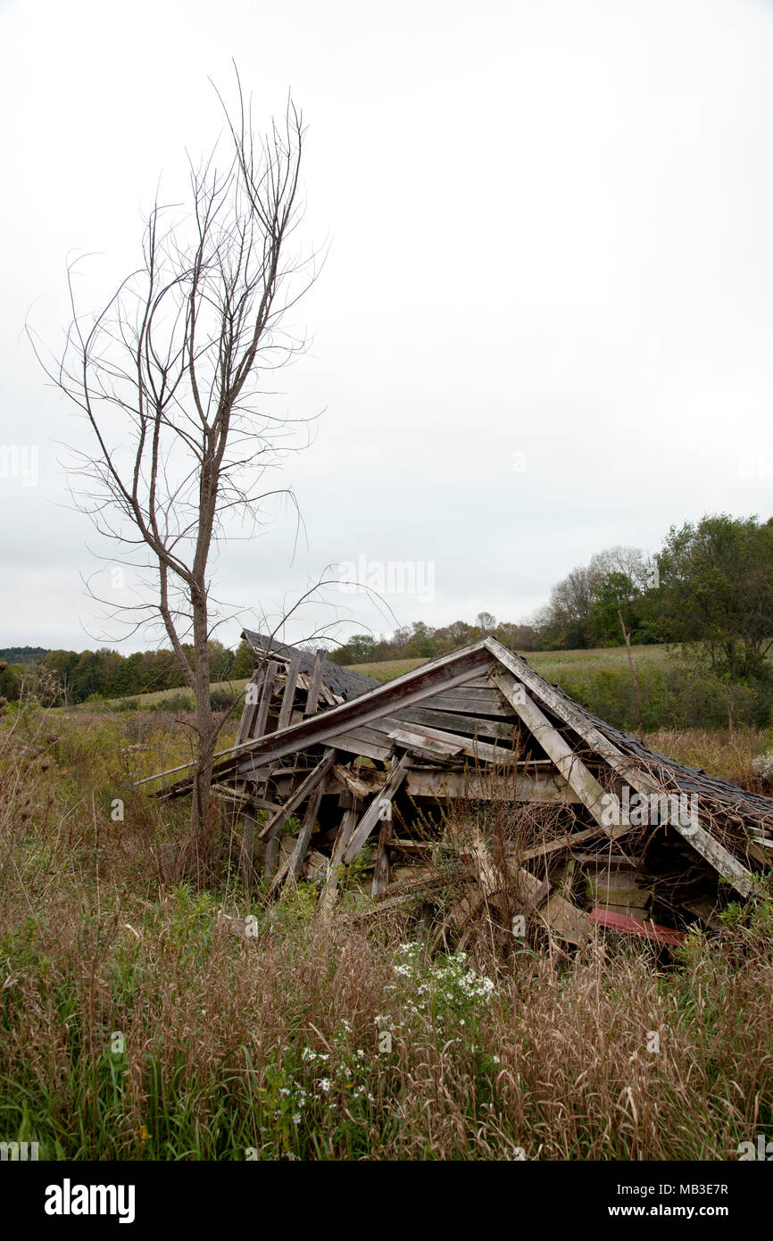 Collapsed Shack Next to Dead Tree Stock Photo