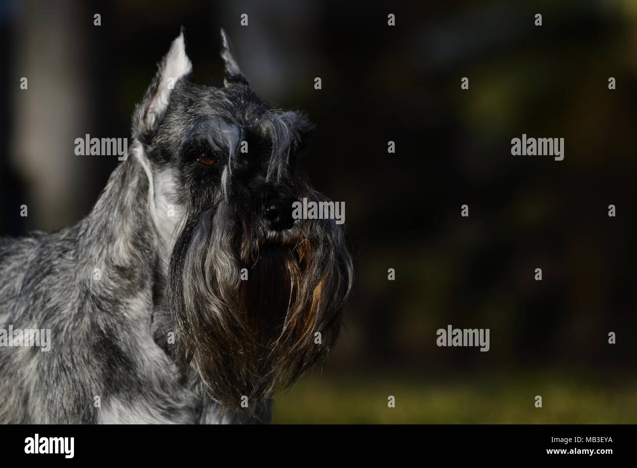 Miniature Schnauzer dog  - representative american champion, very typical breed representant with cropped ears and docked tail, pepper and salt color Stock Photo