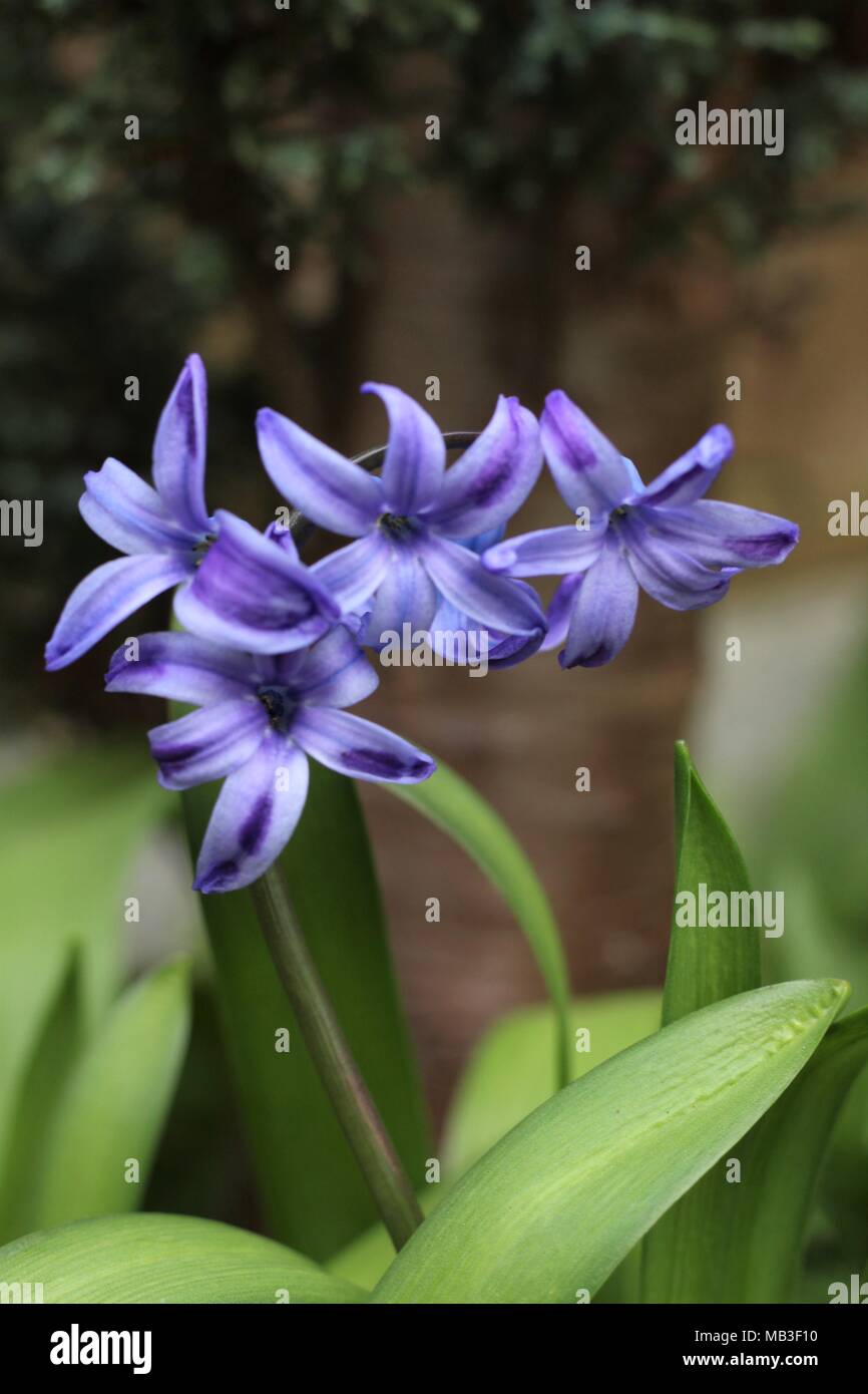 Hyacinth Blue Star Stock Photo - Alamy