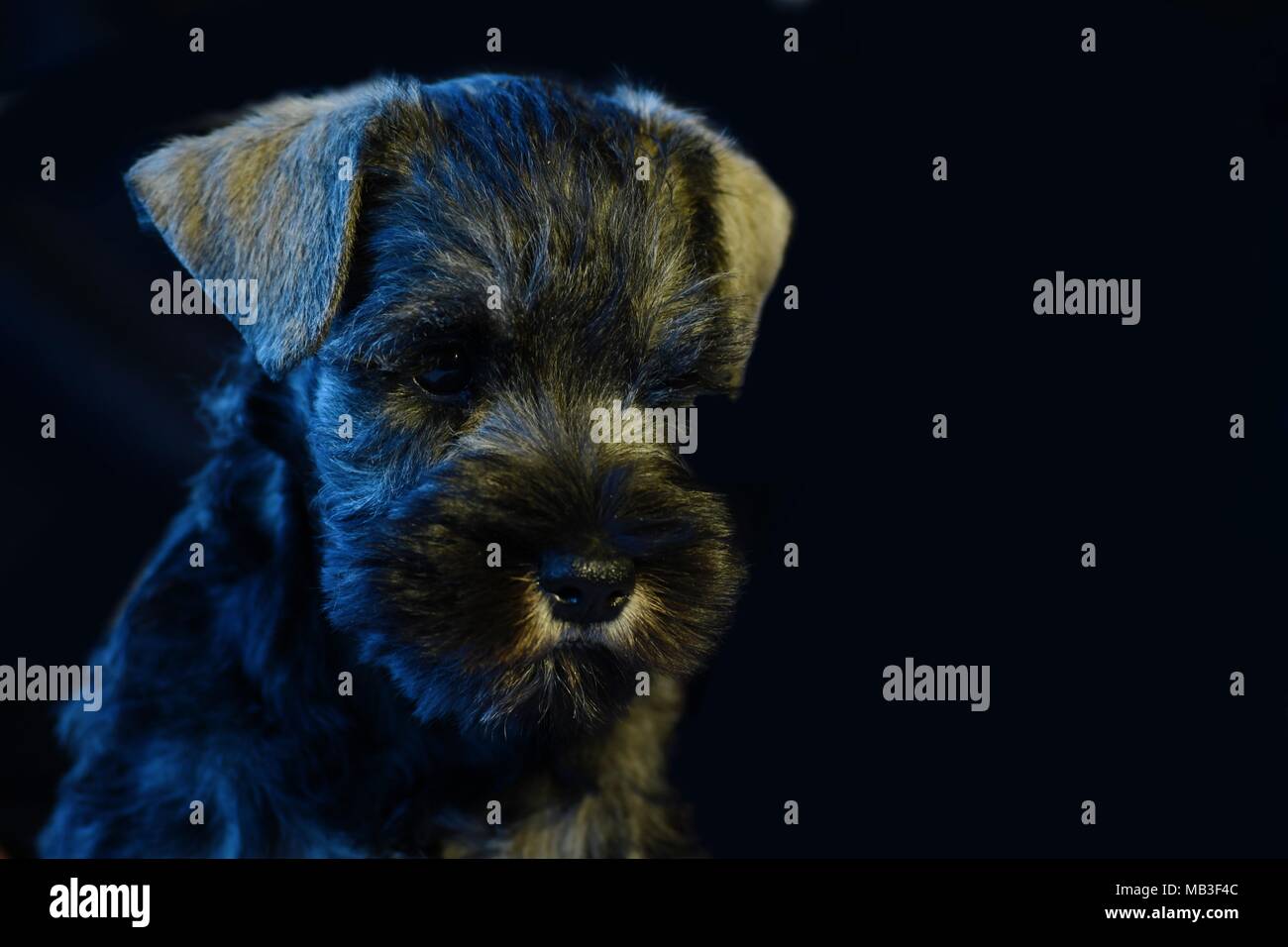 Miniature schnauzer puppy close face portrait, purebred, champion line, very typical breed representative Stock Photo