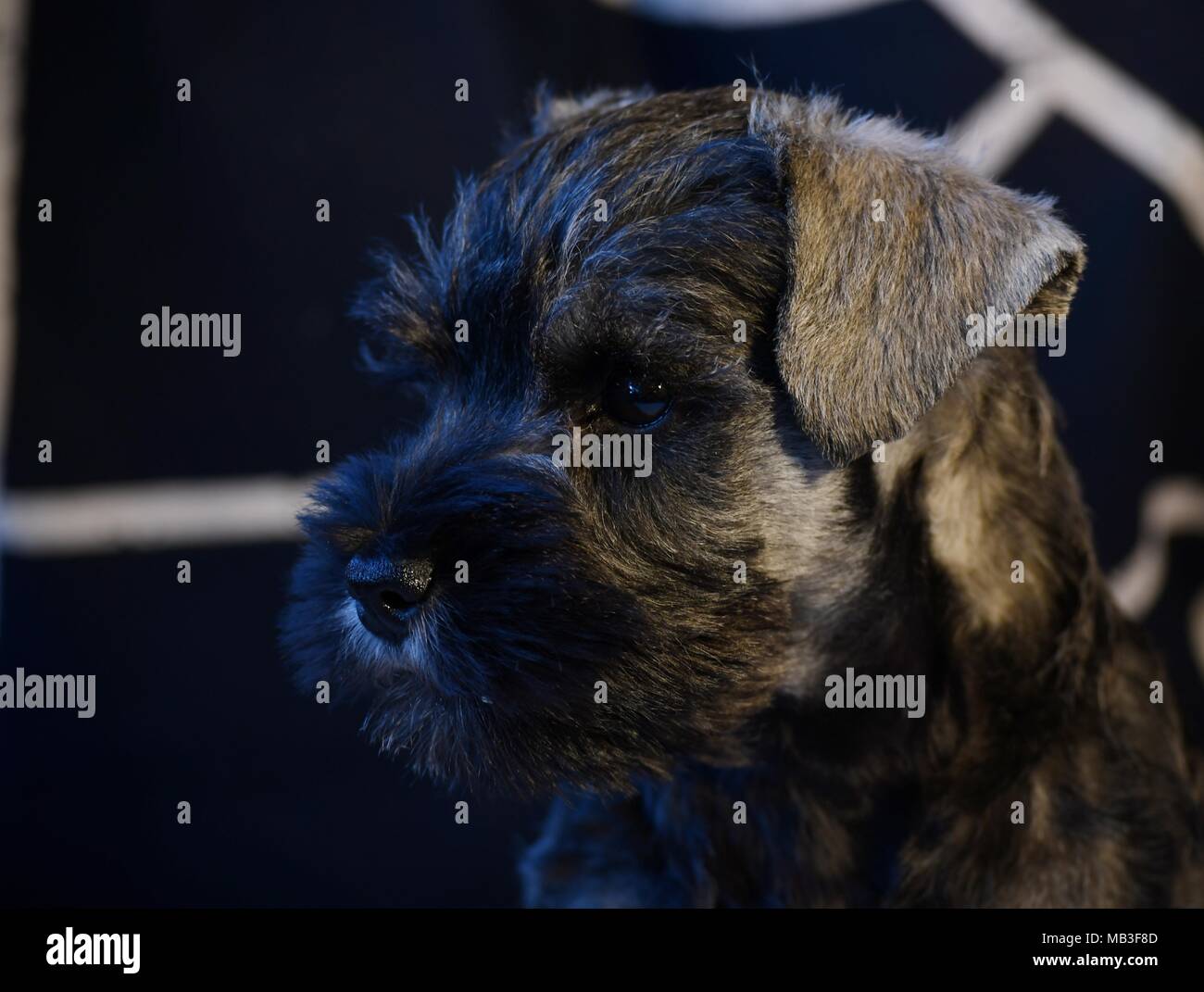 Miniature schnauzer puppy close face portrait, purebred, champion line, very typical breed representative Stock Photo